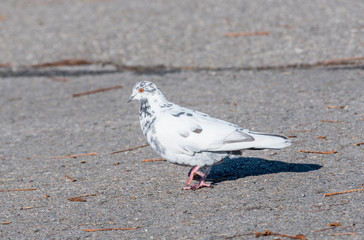 Grey pigeon. Beautiful pigeon close up. City birds