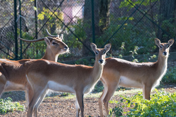 Lechwe brown antelope feeding on grass. Herbivorous animal