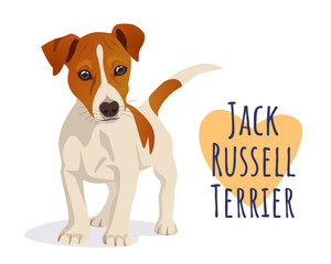 Cute Jack Russell Terrier dog - obrazy, fototapety, plakaty