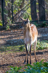 Lechwe brown antelope feeding on grass. Herbivorous animal.