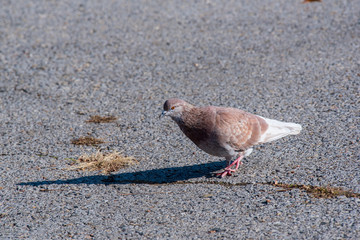 Pigeon. Dove. Beautiful pigeon close up. City birds.