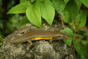 Balinese Skink.  Skinks are lizards belonging to the family Scincidae. Most species of skinks have long, tapering tails that they can shed if a predator grabs the tail.