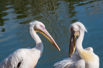Pink Pelican in the wild. Disappearing species of feathered animals.