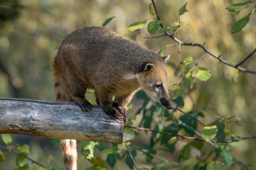 South American coati (Nasua) on tree branch
