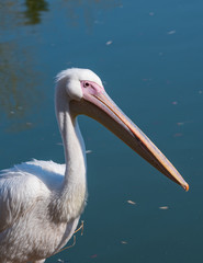 Pink Pelican in the wild. Disappearing species of feathered animals.