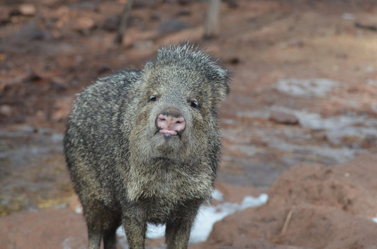 Wild javeline hog sticking its toung out