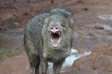 Wild laveline hog with its mouth open