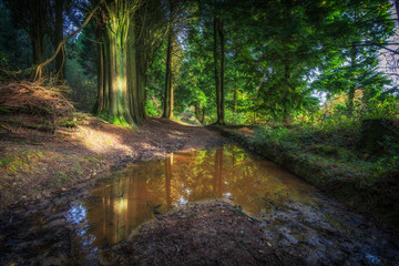 Autumn woods during the fall