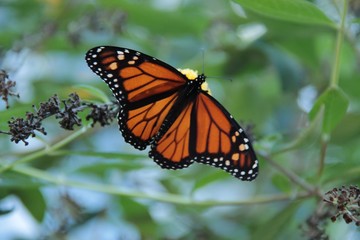 Monarch