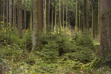Wald