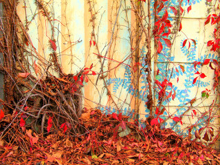 Nueva Zelanda naturaleza © VEOy.com