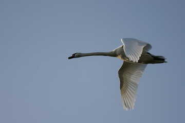 cygne