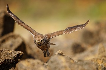 little owl (Athene noctua) is flying with prey