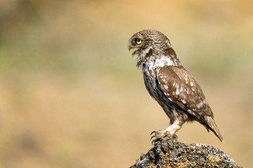 Naklejka premium The little owl (Athene noctua) is on the stone on a beautiful background