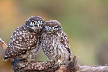 Fototapeta premium Two little owls (Athene noctua) sitting on a stick pressed against each other.
