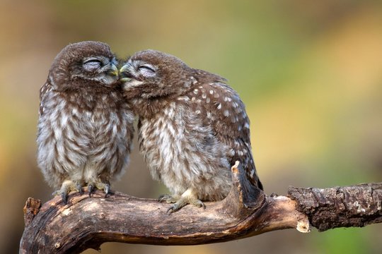 Two little owls (Athene noctua) sitting on a stick pressed against each other.