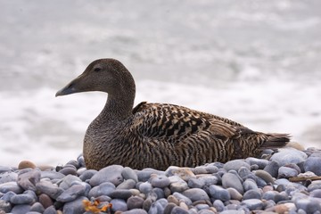 Closeup portrait of the female of Eider duck sitting just on the water line on the pebble beach of the coast of Nord sea on the Helgoland island during the spring time. Wilderness nature and beautiful