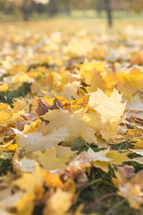 Autumn fallen leaves background