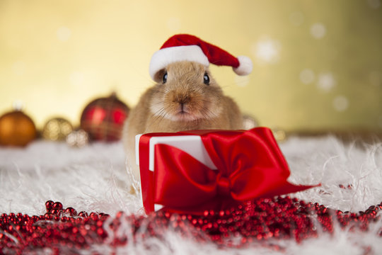 Holiday Christmas bunny in gift box