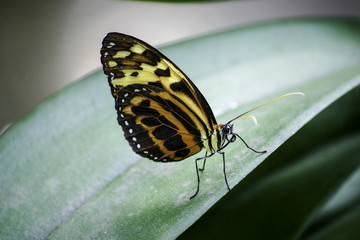 Fototapeta na wymiar Closeup of a single orange and yellow Longwing Butterfly