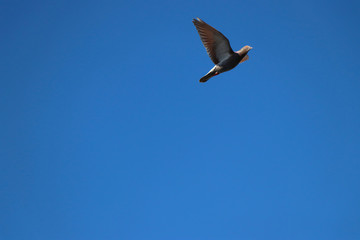 Pigeon o the blue sky