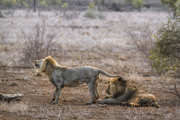 African lion in Kruger National park, South Africa