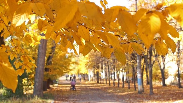 Accelerated filming. People walk in the park avenue. Autumn, beautiful time.