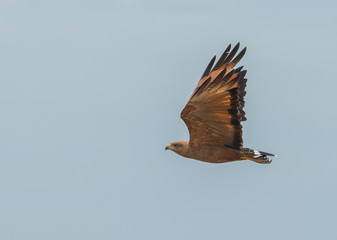 Savanna Hawk