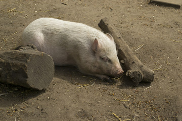 Pig