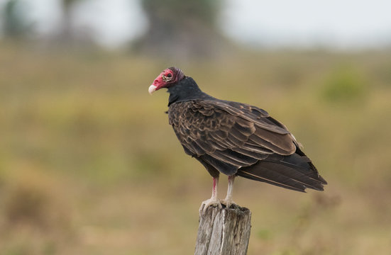 Turkey Vulture on post