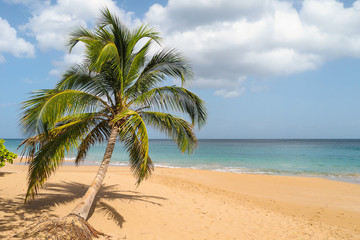 Fototapeta na wymiar Palm on La Perle Beach, Guadeloupe