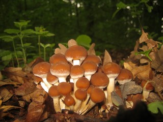 Pilz  Wald Braun