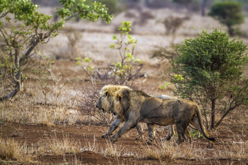 African lion in Kruger National park, South Africa