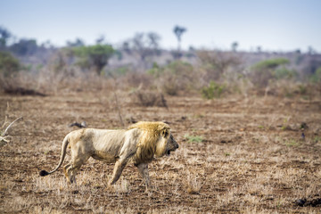 African lion in Kruger National park, South Africa