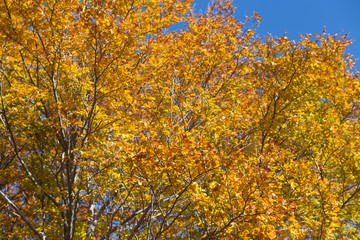 Fototapeta na wymiar colorful autumn leaves