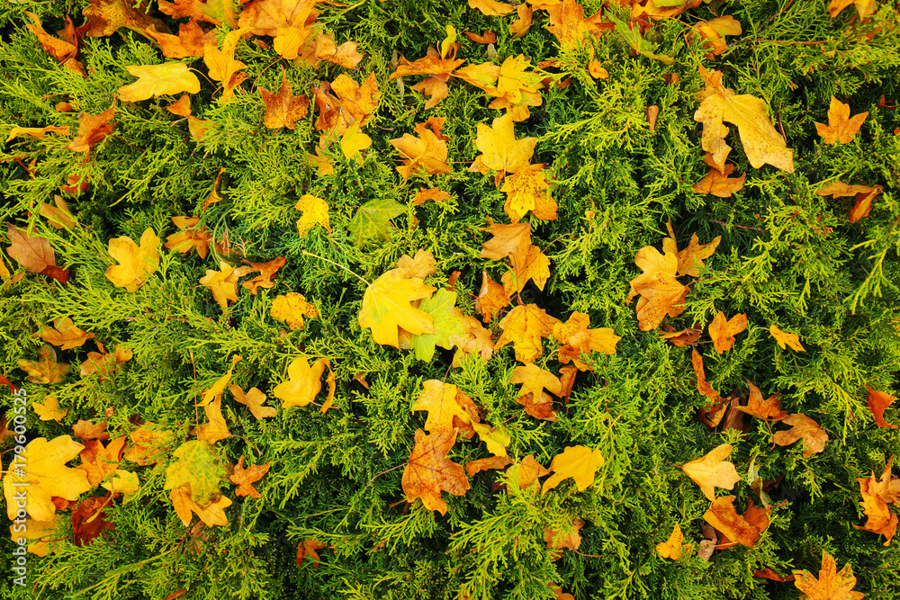 Wall mural Colorful autumn leaves on grass