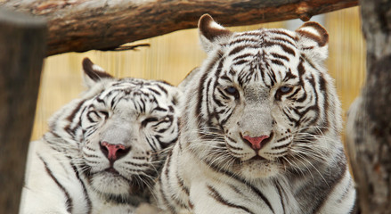 Fototapeta na wymiar Two white tigers rest together
