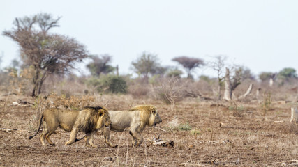 Obraz premium African lion in Kruger National park, South Africa
