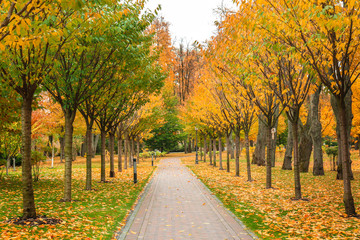 Naklejka premium Beautiful alley in autumn park