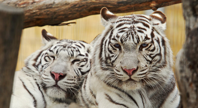 Two white tigers rest together