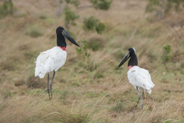 Fototapeta premium Storks Walking