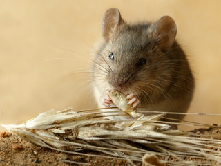 Closeup small  vole mouse eats  grain of rye  near spikelet of rye on the field. Concept of fight with rodents.