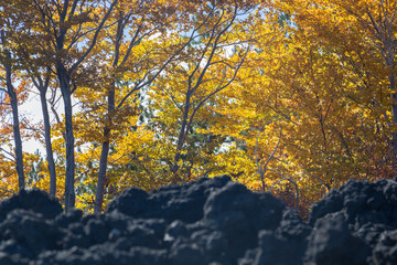 colorful autumn leaves