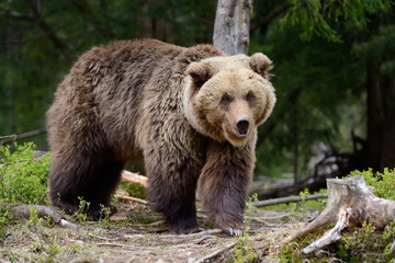 Fototapeta na wymiar Big brown bear in the forest