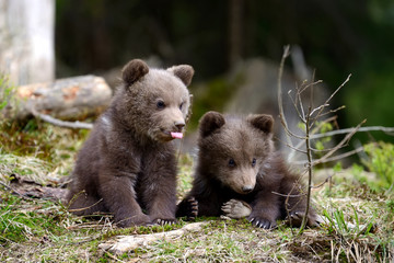 Naklejka premium Brown bear cub