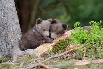 Brown bear cub © byrdyak