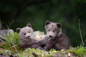 Brown bear cub © byrdyak