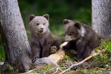 Young brown bear in the forest