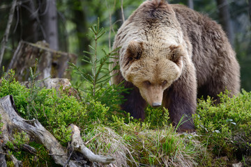Big brown bear in the forest