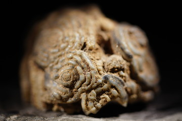 Fossile Tierkolonie in Close-Up-Ansicht